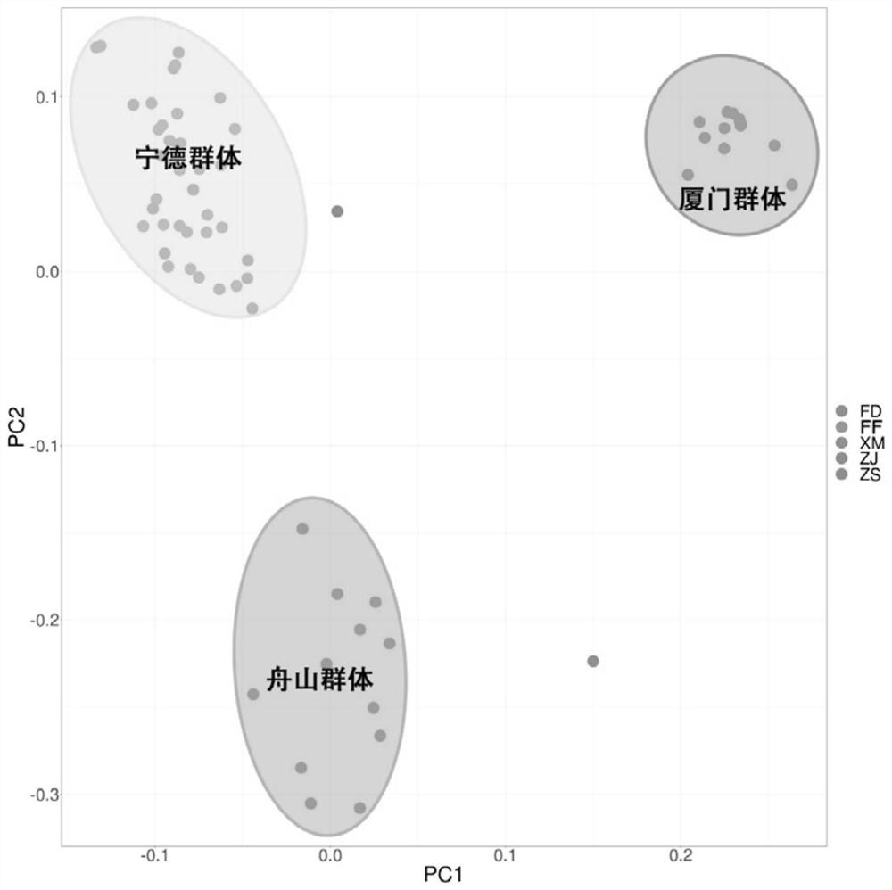 Larimichthys crocea genome breeding chip and application