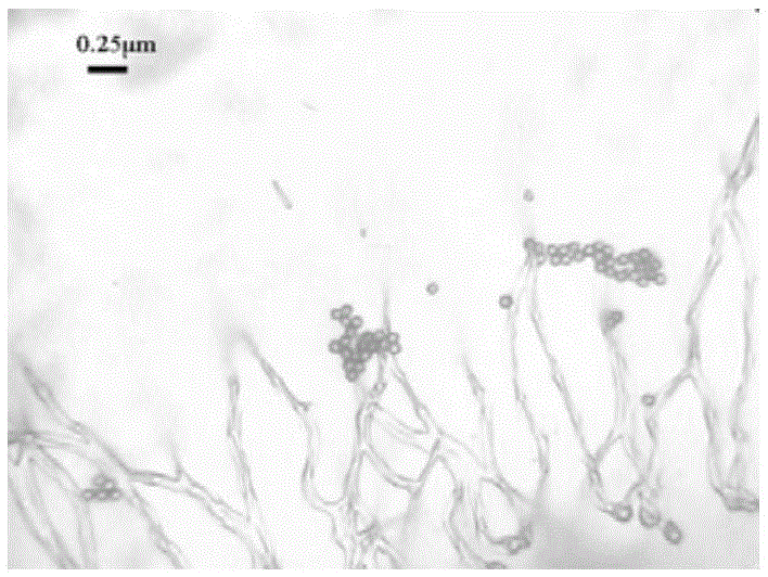 Aspergillus sydowii with broad-spectrum pesticide degradation characteristics