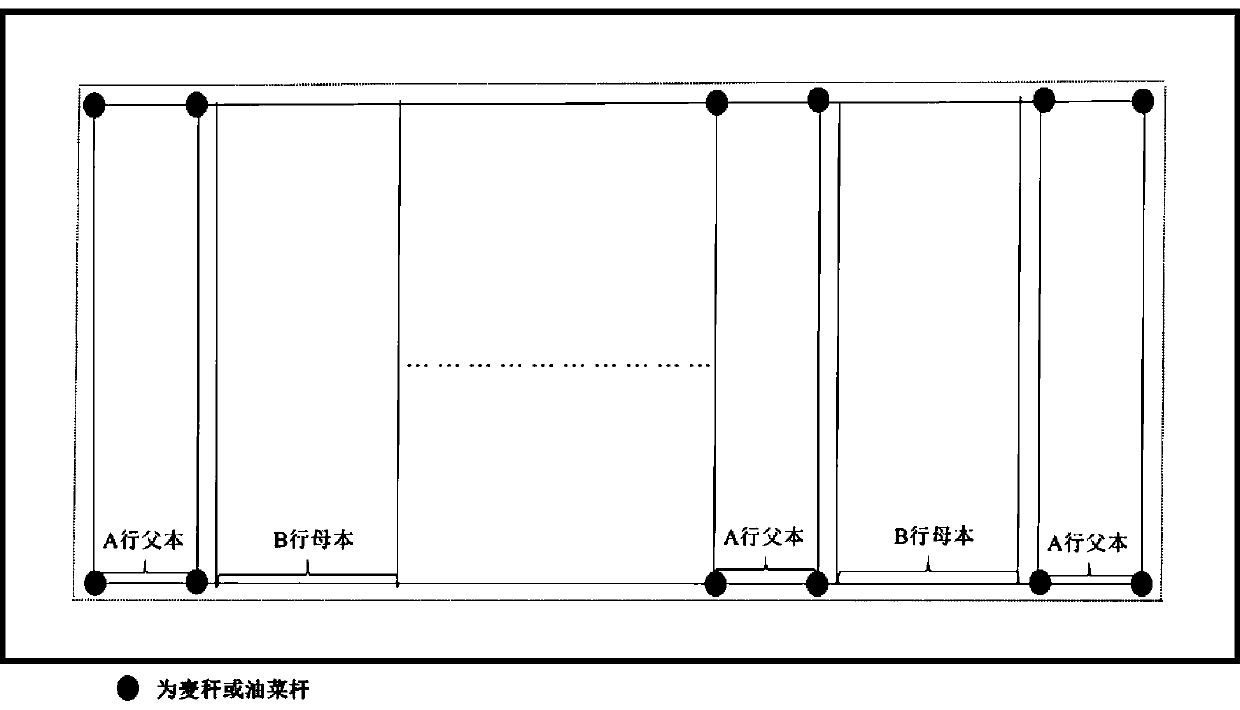 Field method for producing seeds by hybrid rice parents transplanting and harvesting integrated machine