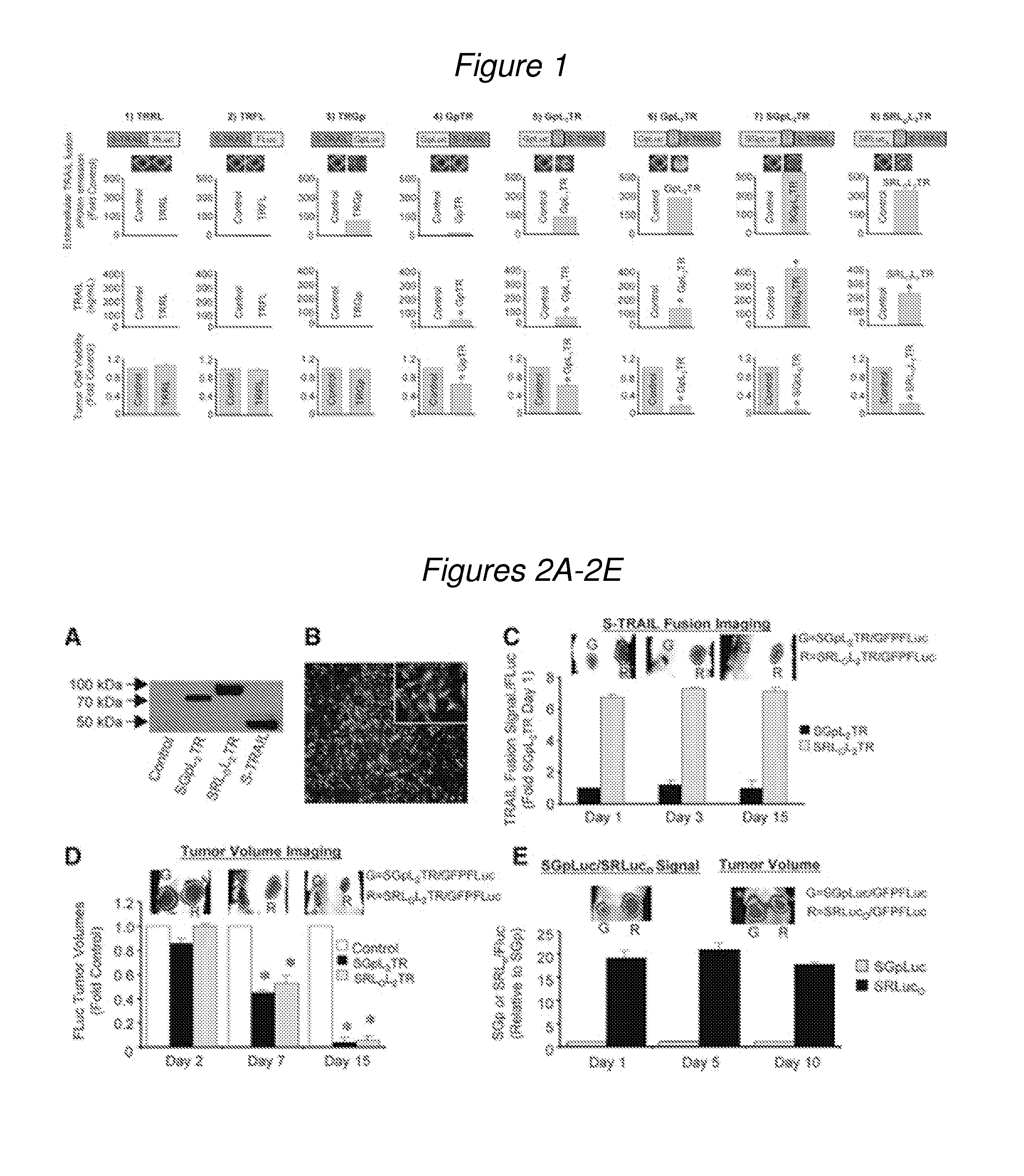 Multimodal trail molecules and uses in cellular therapies