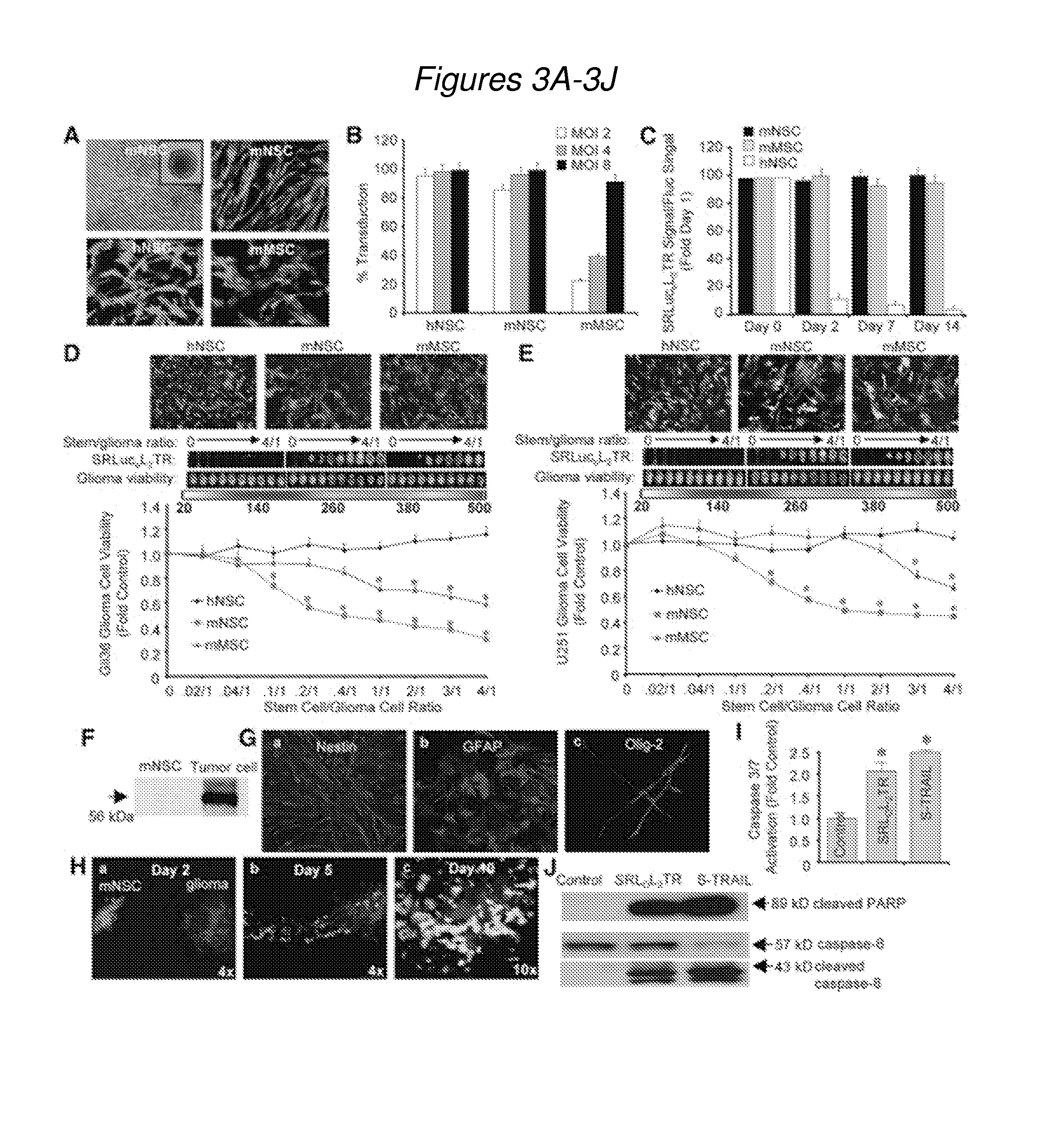 Multimodal trail molecules and uses in cellular therapies