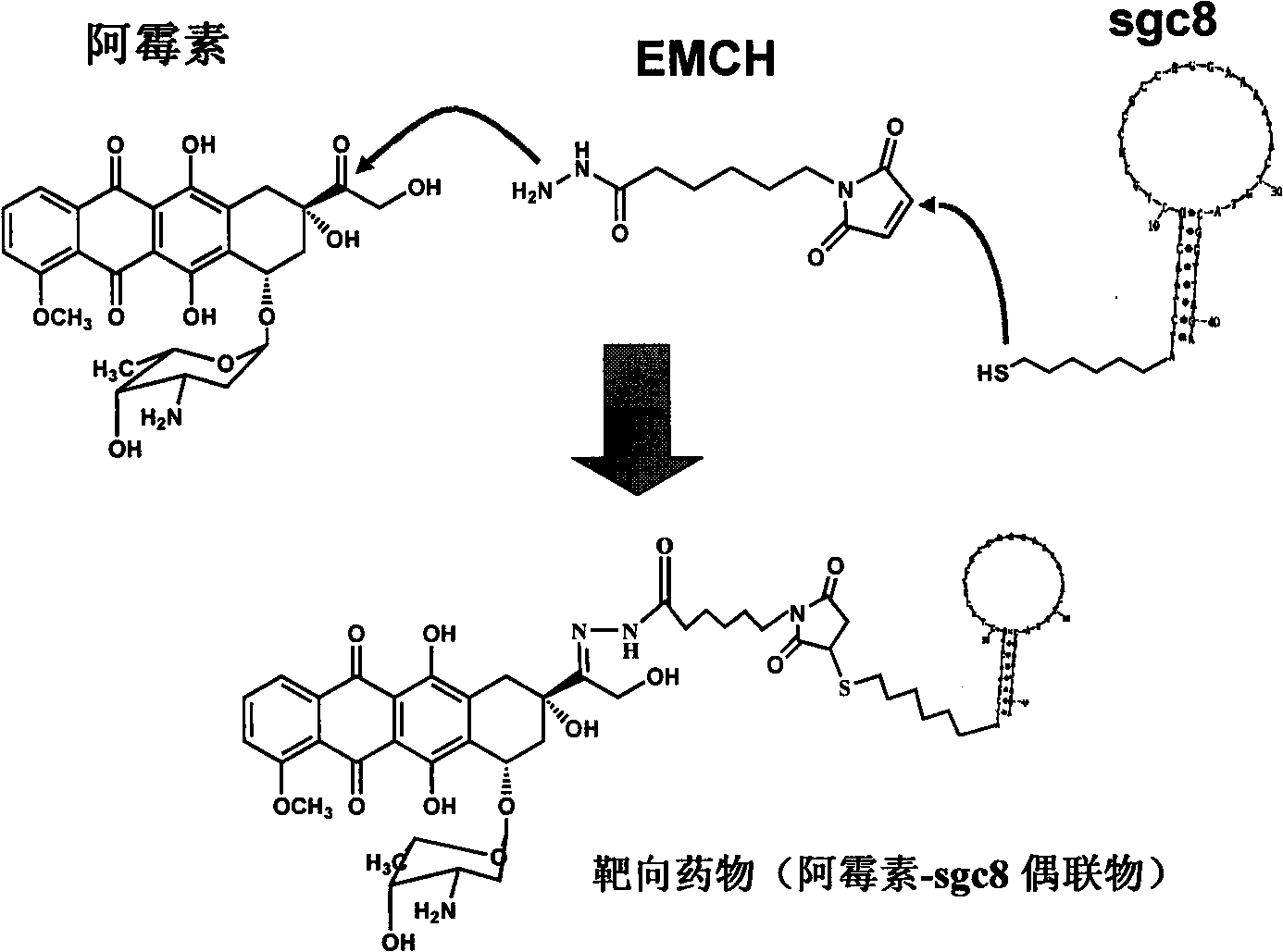 Aptamer and new use of derivative thereof