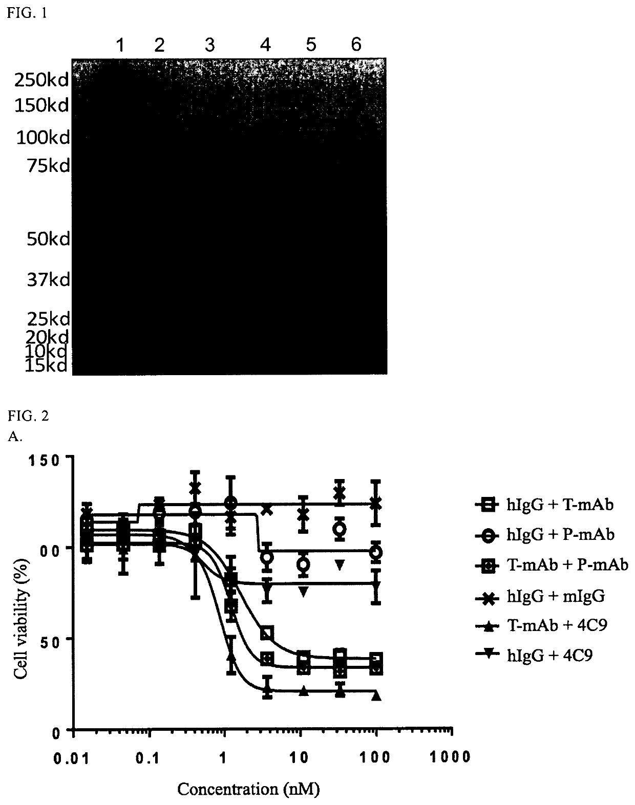 ErbB2 antibodies and uses therefore