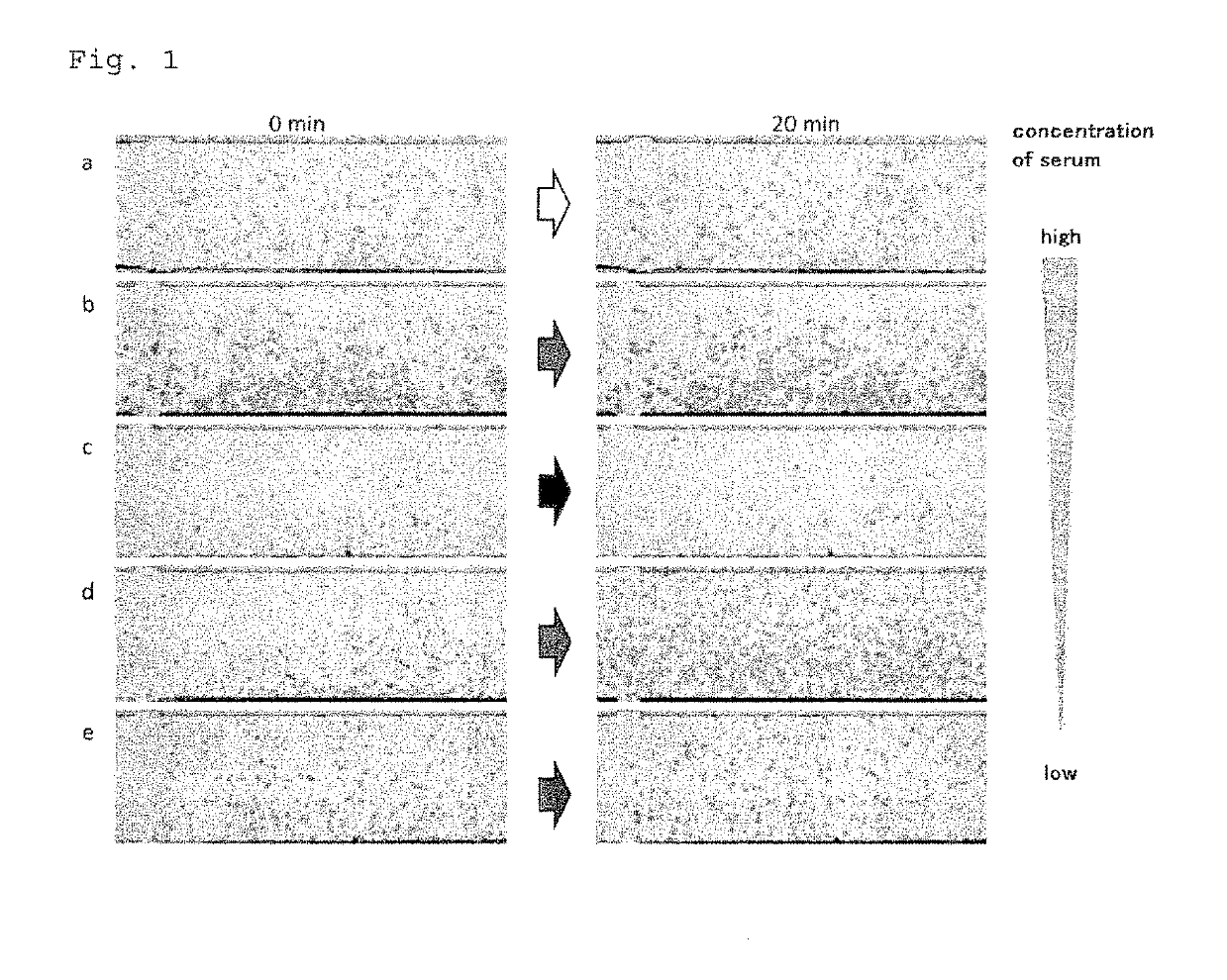 Method for rapid testing allergy