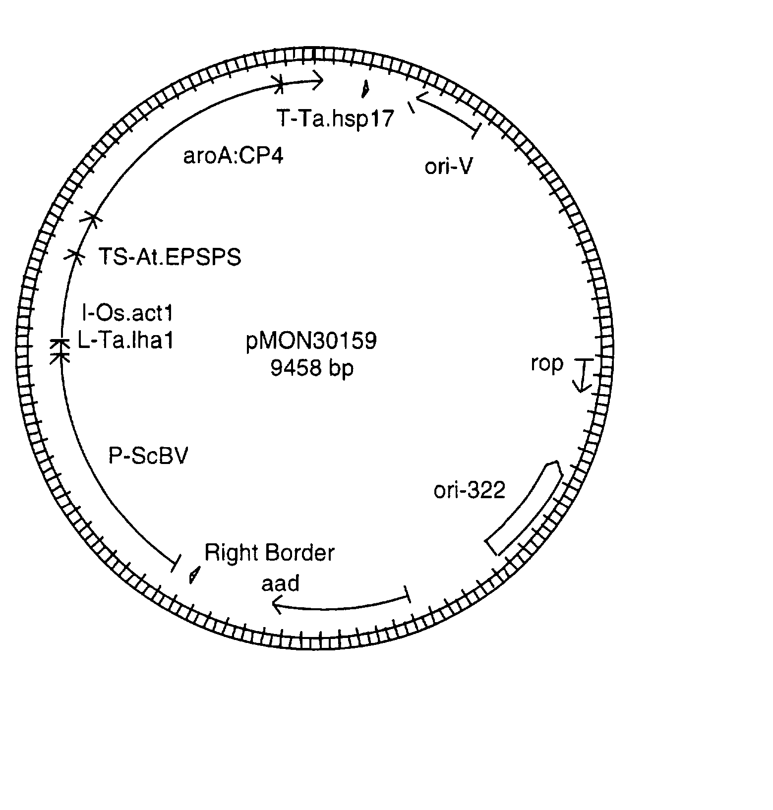 Efficiency agrobacterium-mediated wheat transformation method