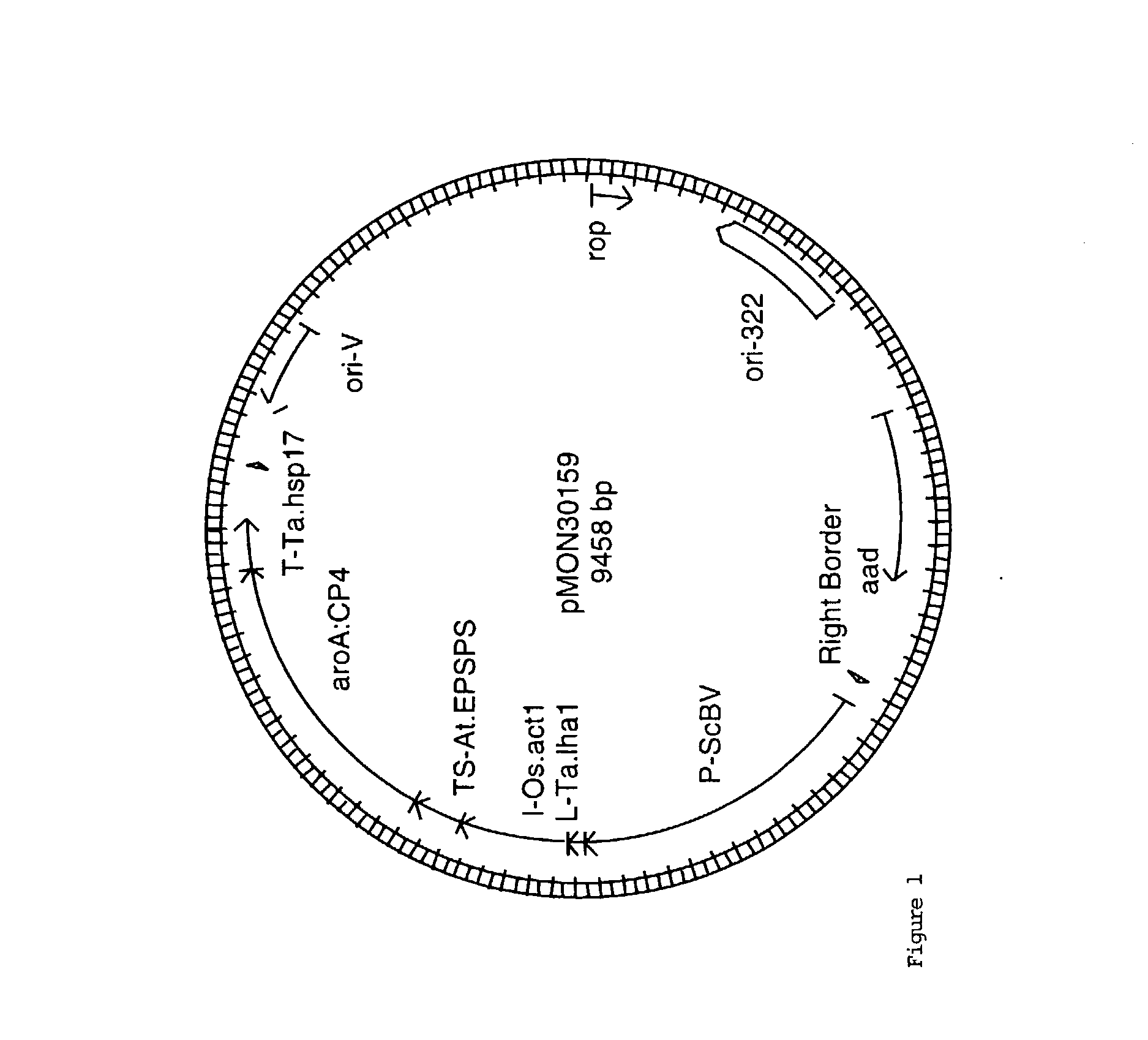 Efficiency agrobacterium-mediated wheat transformation method