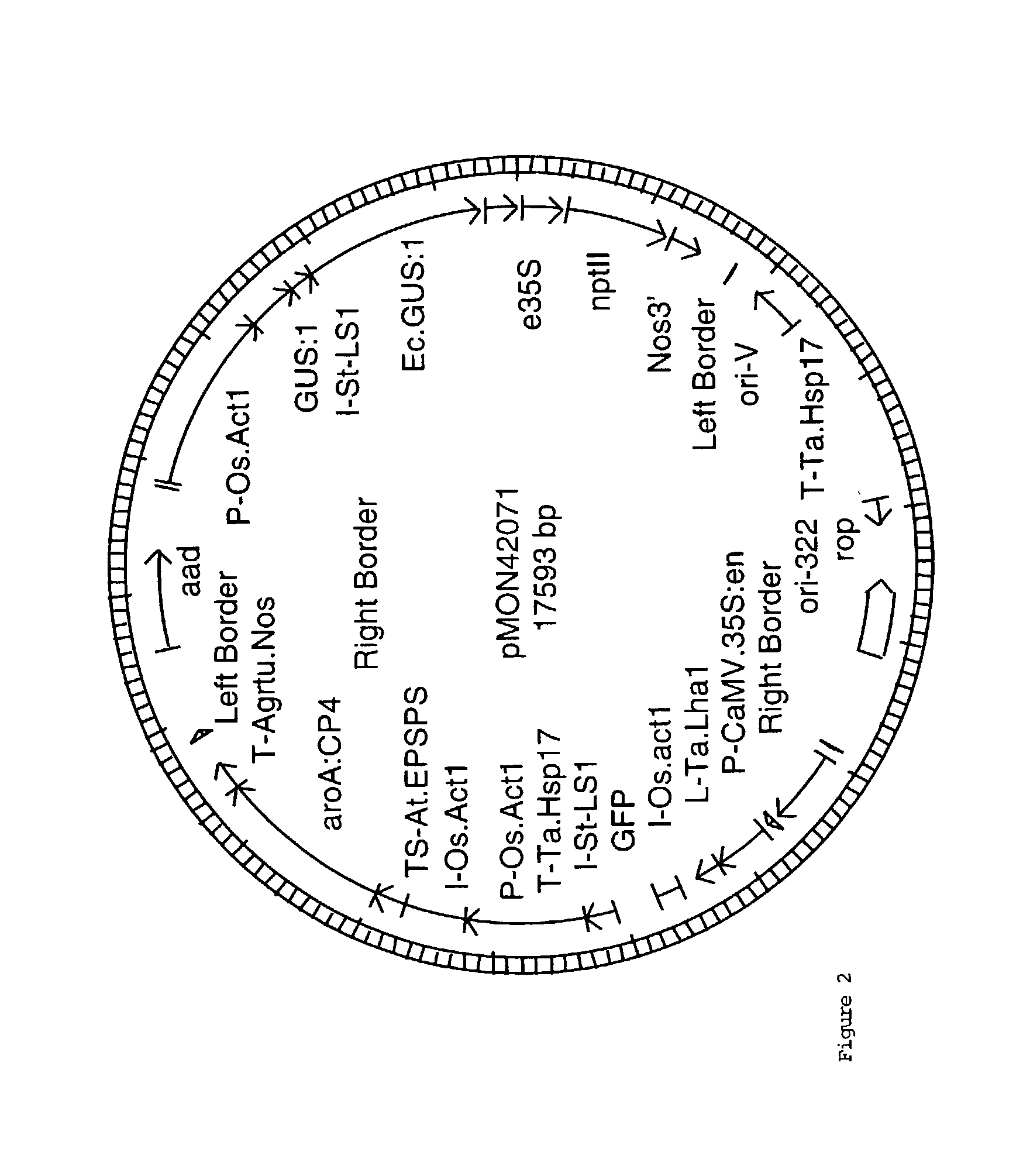 Efficiency agrobacterium-mediated wheat transformation method