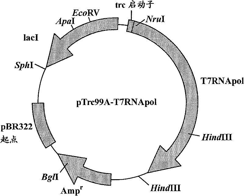 RNA polymerase mutant with improved functions