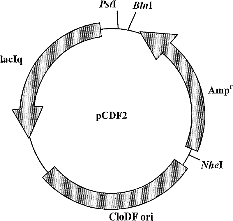 RNA polymerase mutant with improved functions