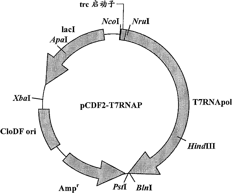 RNA polymerase mutant with improved functions