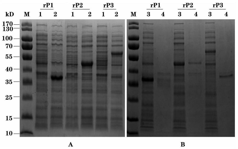 Seneca virus type A genetic engineering composite epitope protein, vaccine and application of Senecavirus type A genetic engineering composite epitope protein and vaccine