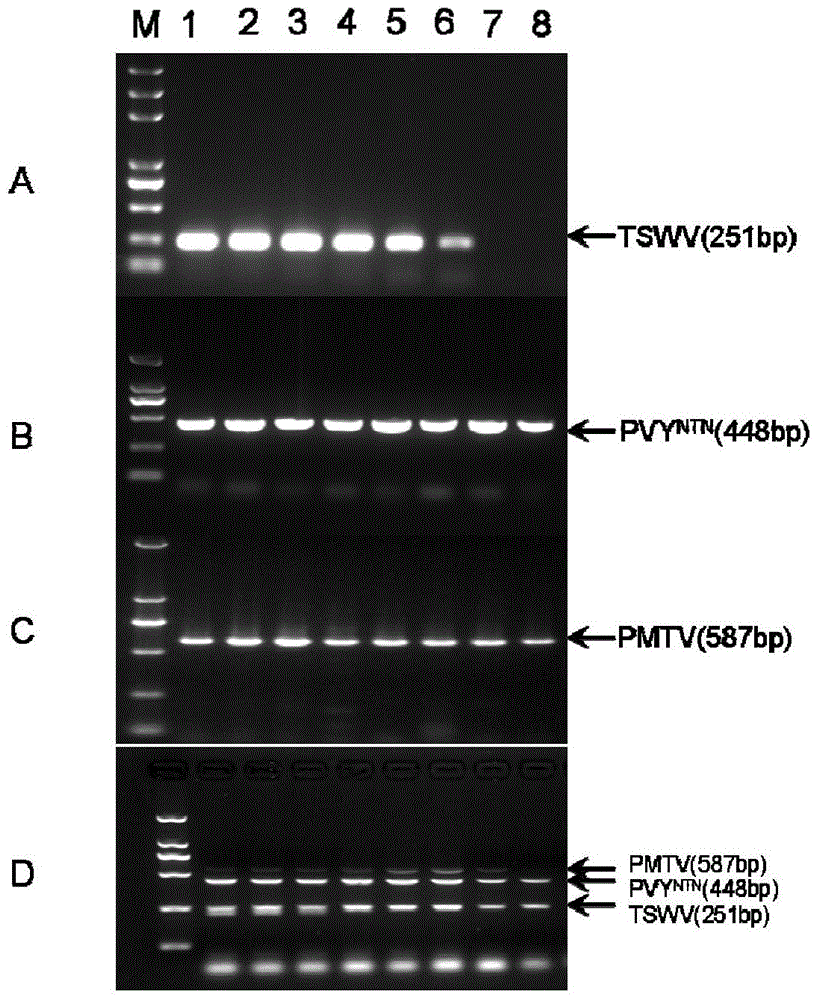 Triple RT-PCR method capable of detecting three viruses causing potato tuber necrosis simultaneously and primer combination thereof