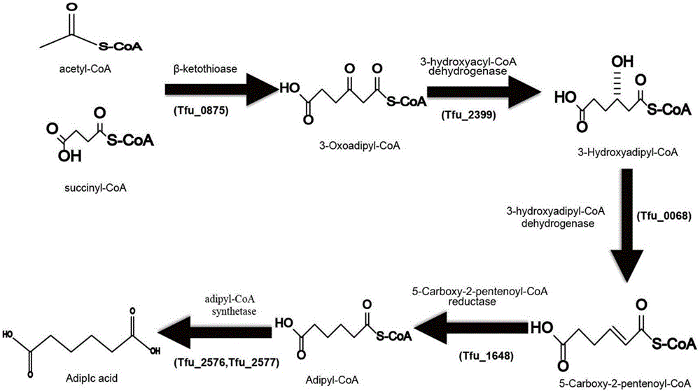 Method for enhancing adipic acid yield in Escherichia coli