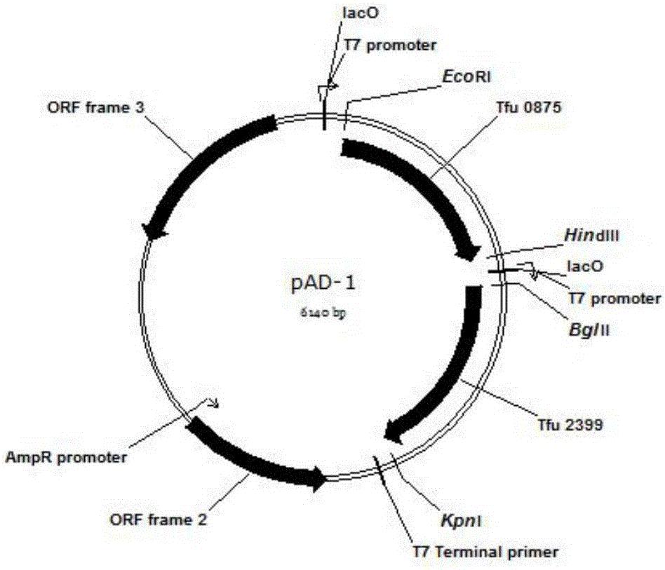 Method for enhancing adipic acid yield in Escherichia coli