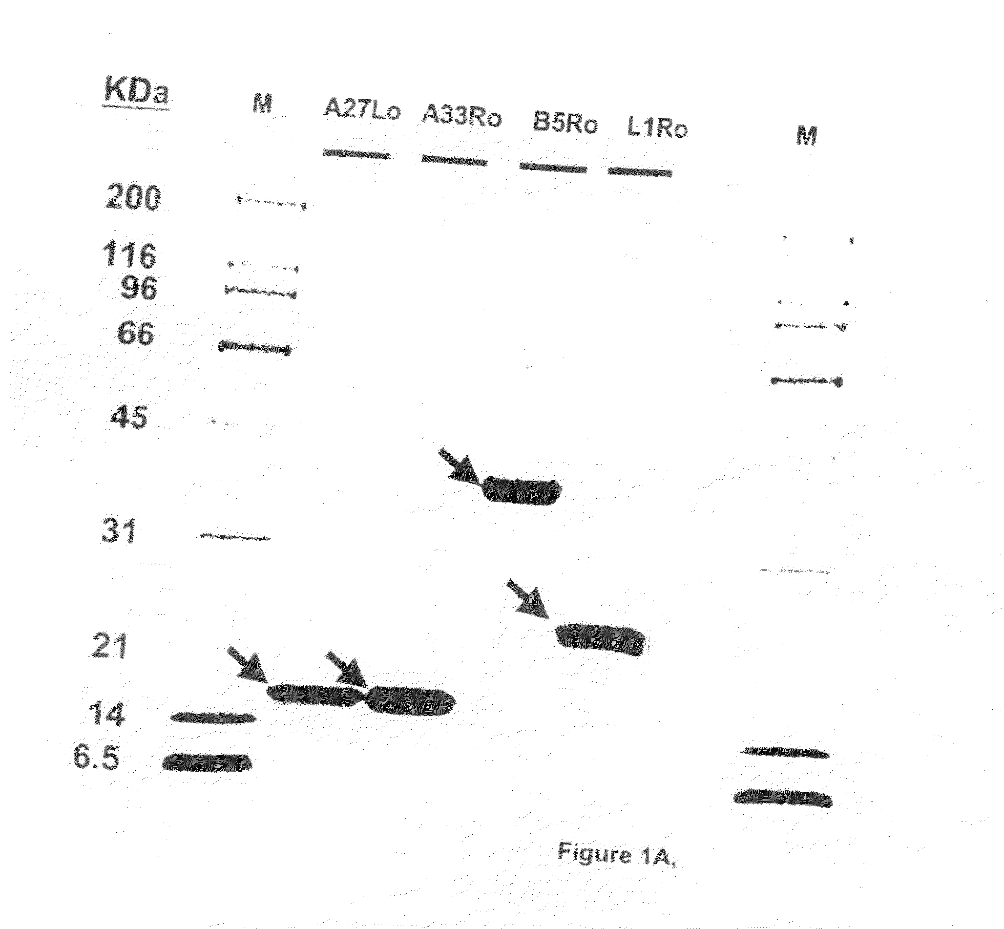 Protein vaccines against poxviruses