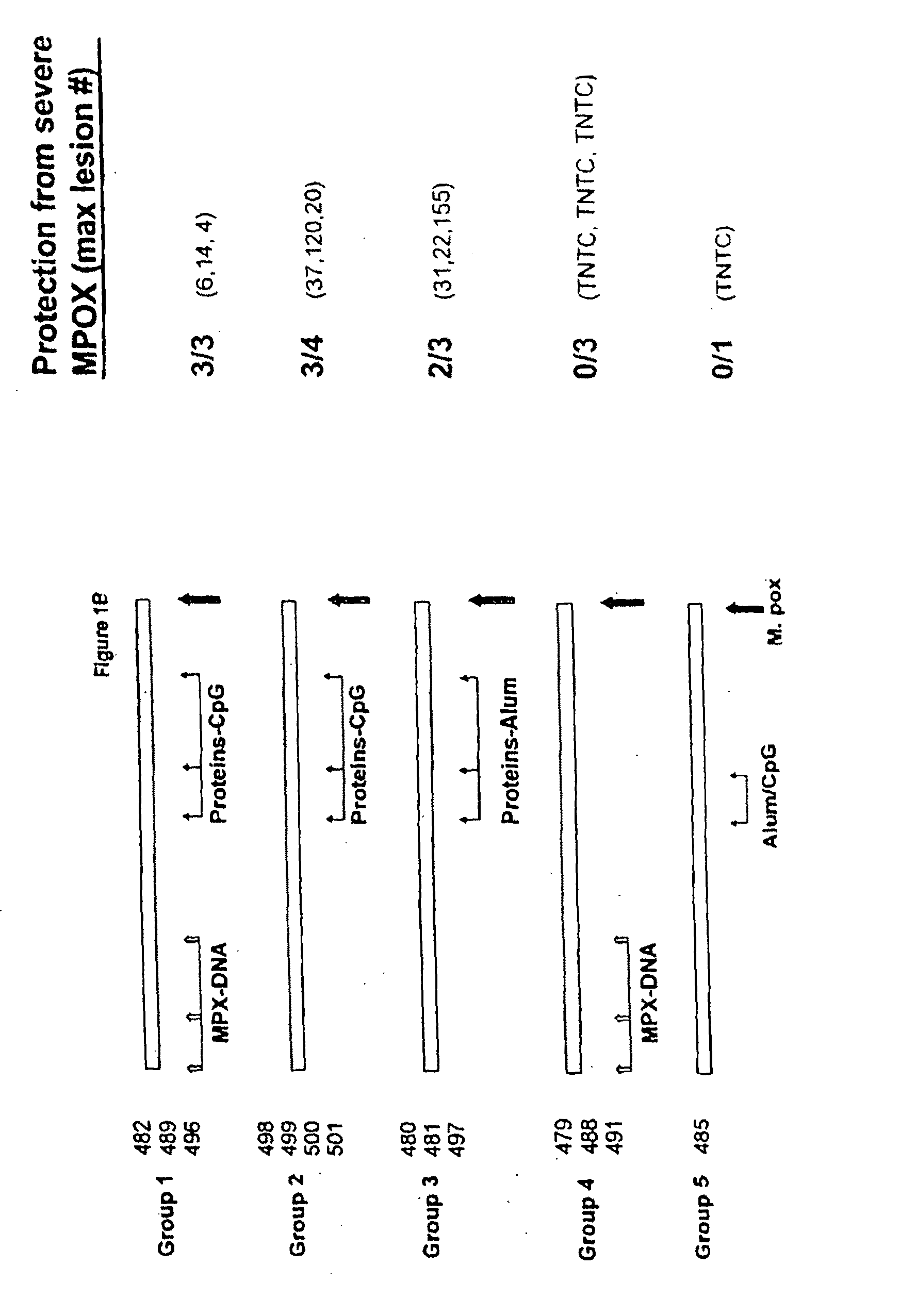 Protein vaccines against poxviruses