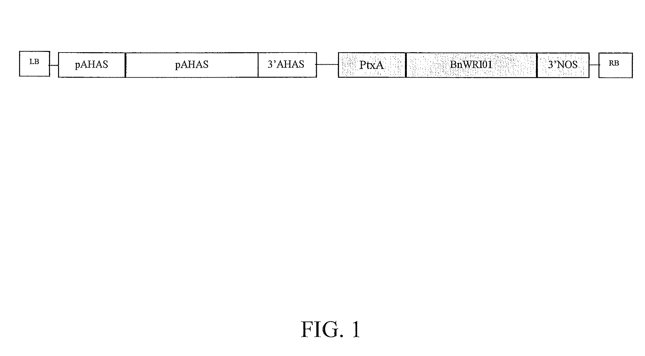 Nucleic acid molecules encoding wrinkled1-like polypeptides and methods of use in plants