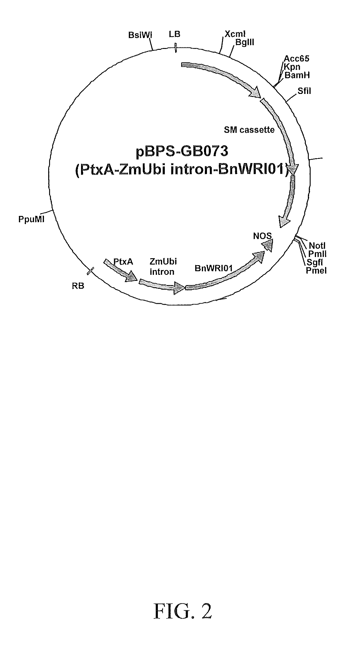 Nucleic acid molecules encoding wrinkled1-like polypeptides and methods of use in plants