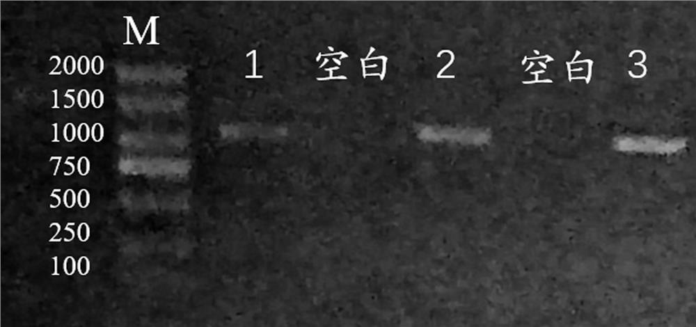 Xylanase, gene and its application