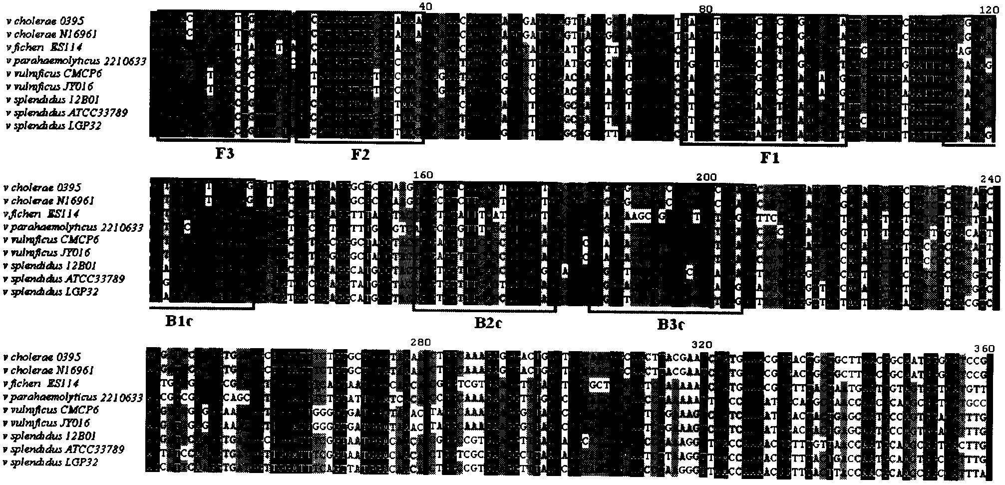 Method for rapidly detecting main pathogenic bacteria, namely vibrio splendidus of sea cucumber skin disease