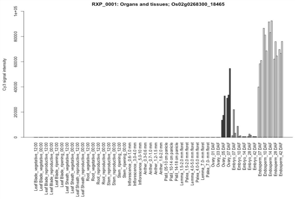 Seed specific interference vector containing pOsGluB-4 promoter and application of seed specific interference vector