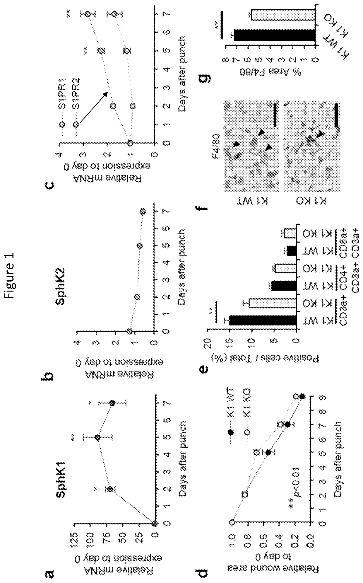 Compositions and methods for keloidless healing