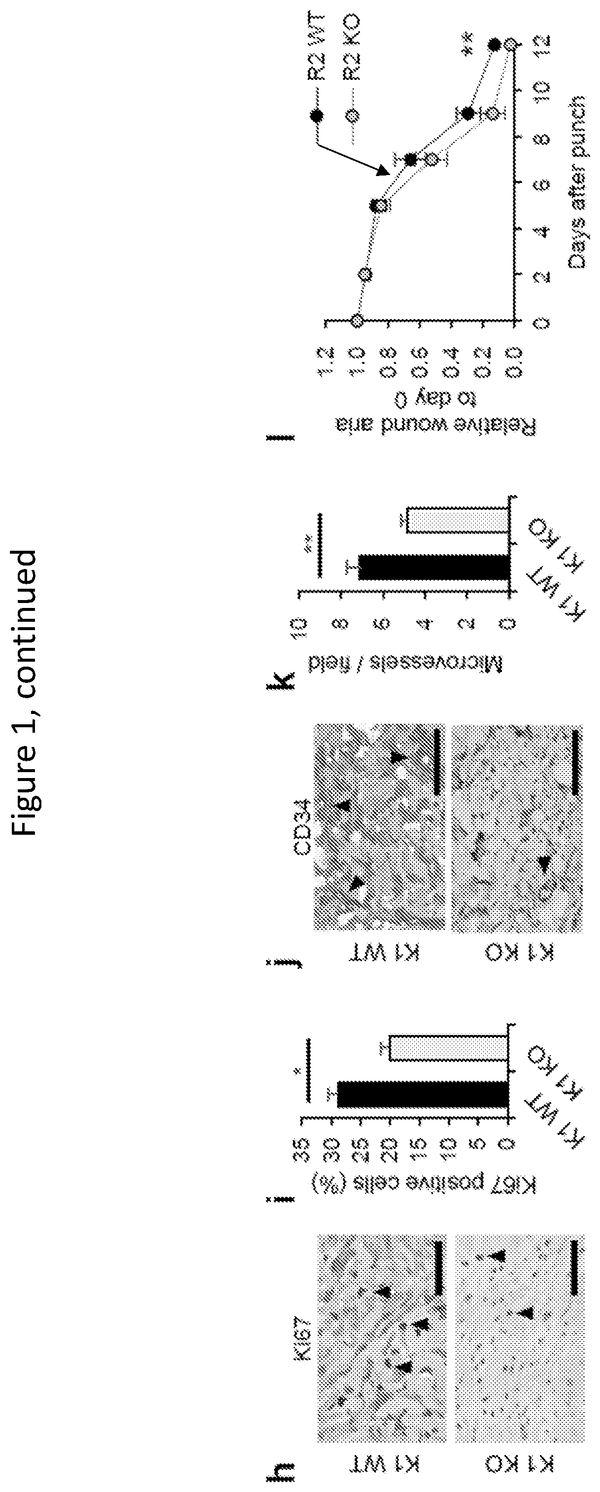 Compositions and methods for keloidless healing