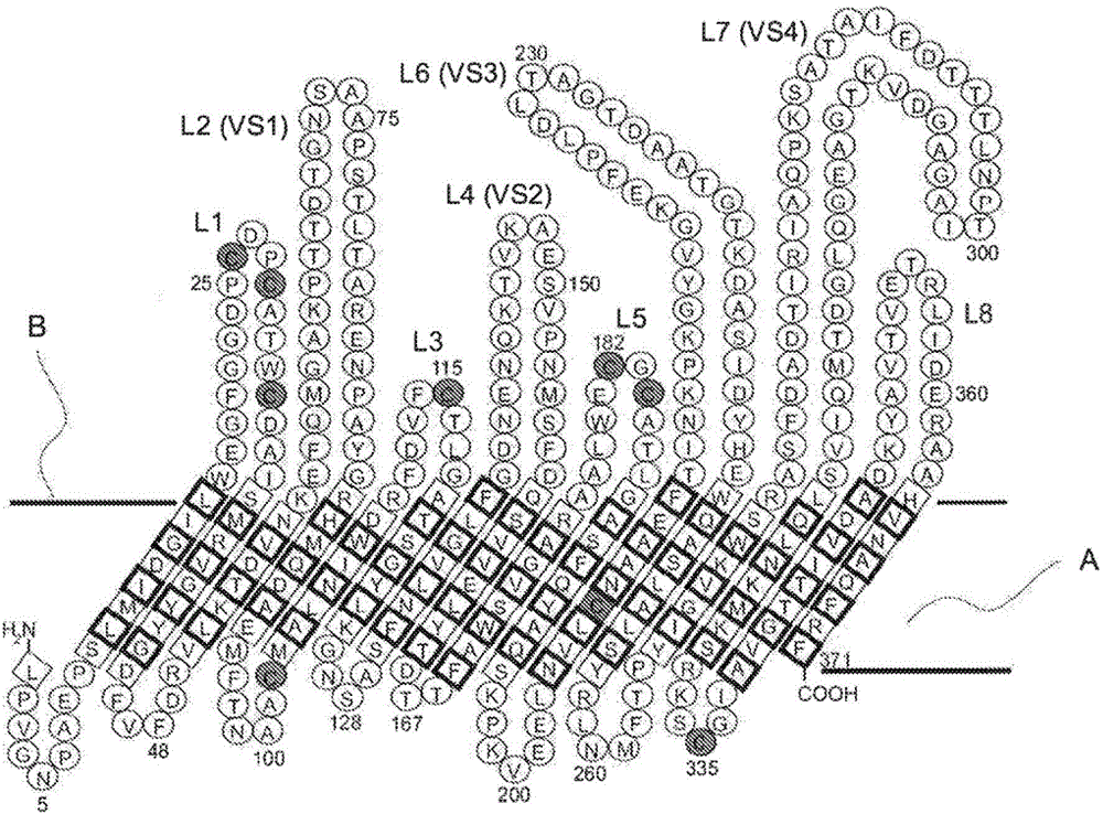 Chimeric momp antigen, method and use