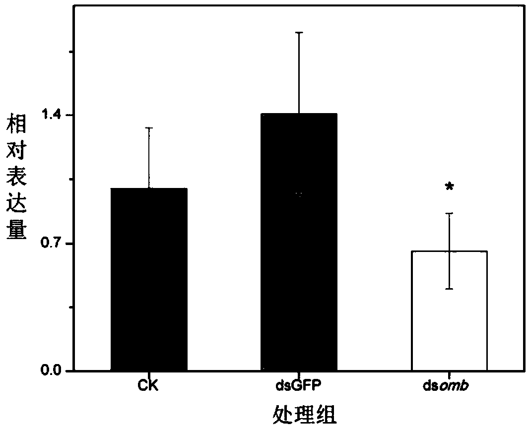 dsRNA of wing development related gene optomotor-blind and application thereof in pest control