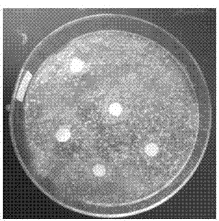 Fresh-keeping package film containing houttuynin element and chitosan and preparation method thereof