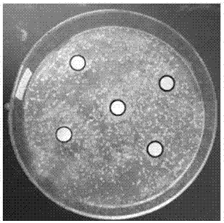 Fresh-keeping package film containing houttuynin element and chitosan and preparation method thereof