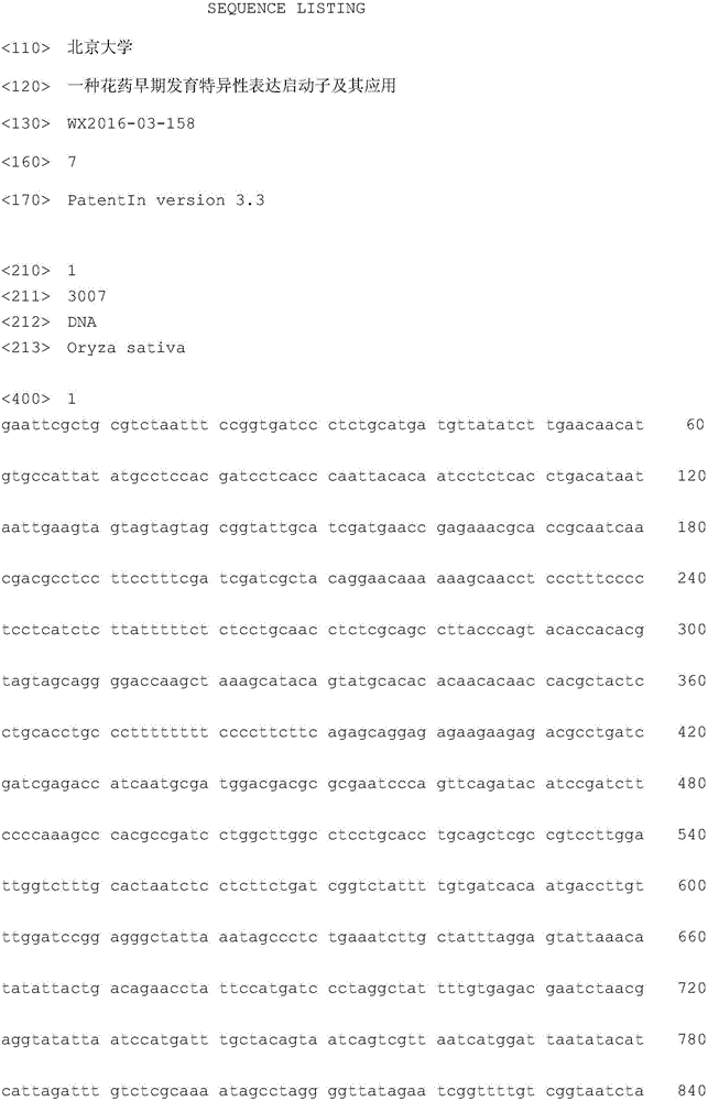 Early anther specific promotor and application thereof