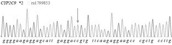 Primer and method for detecting CYP2C9*2 gene polymorphism