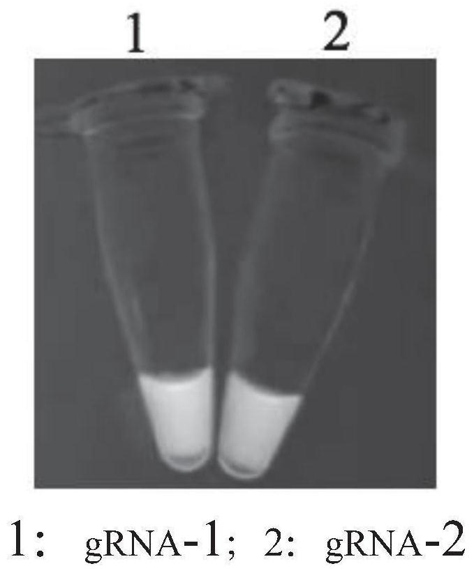 CRISPR-Cas12a-based streptococcus suis rapid visual RPA detection kit and application thereof