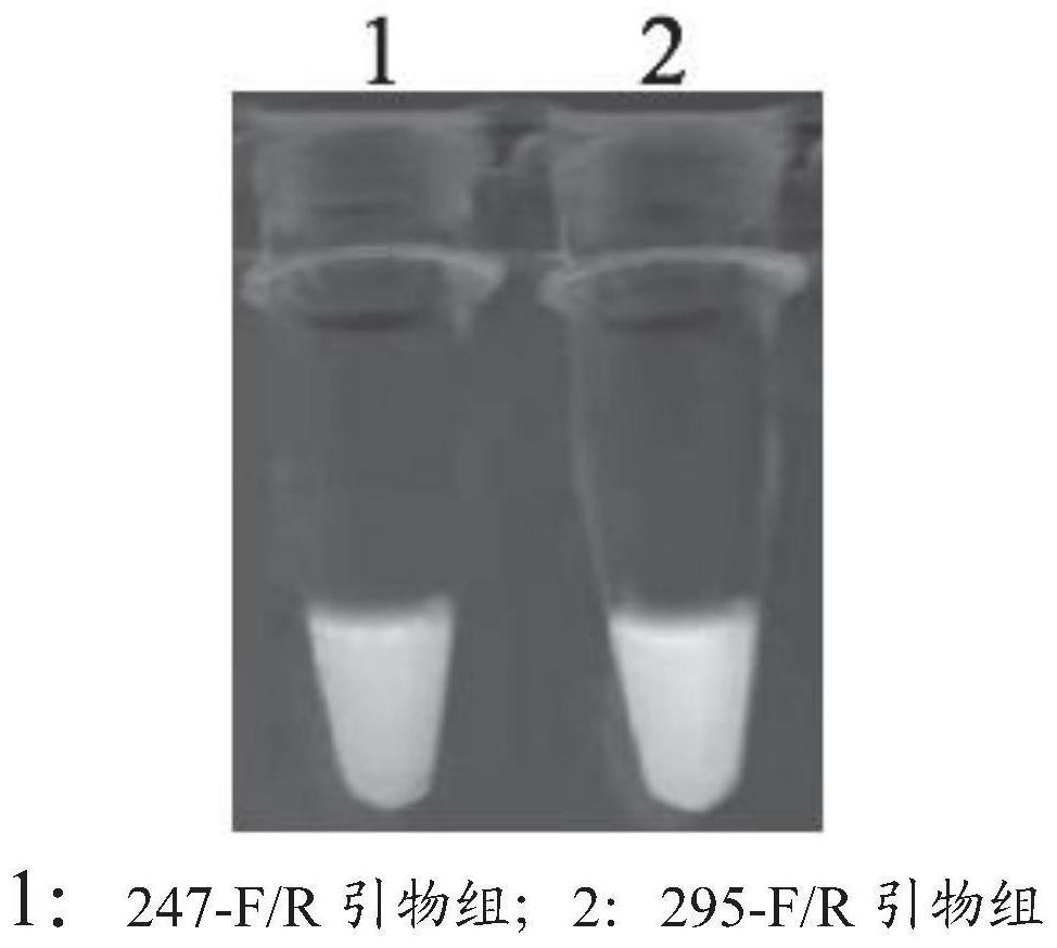 CRISPR-Cas12a-based streptococcus suis rapid visual RPA detection kit and application thereof