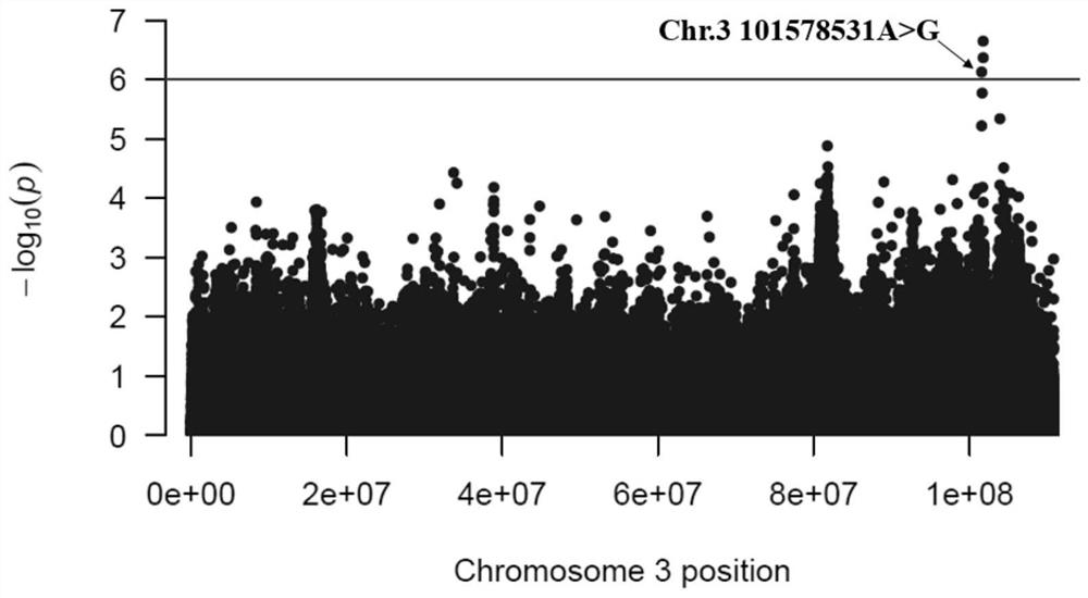 Molecular marker related to chicken growth and development and application thereof