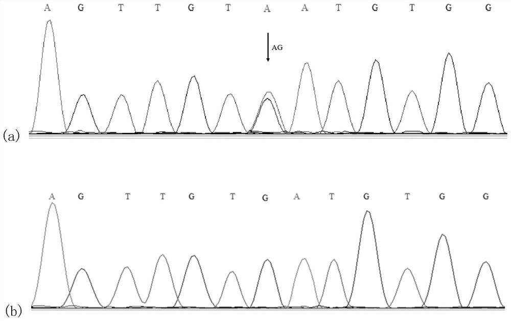 Molecular marker related to chicken growth and development and application thereof