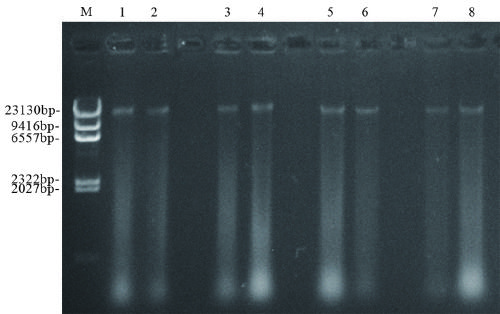 Identification method for existence of fungus in ganoderma lucidum tissue and assessment method for necessity of fungus for formation of ganoderma lucidum