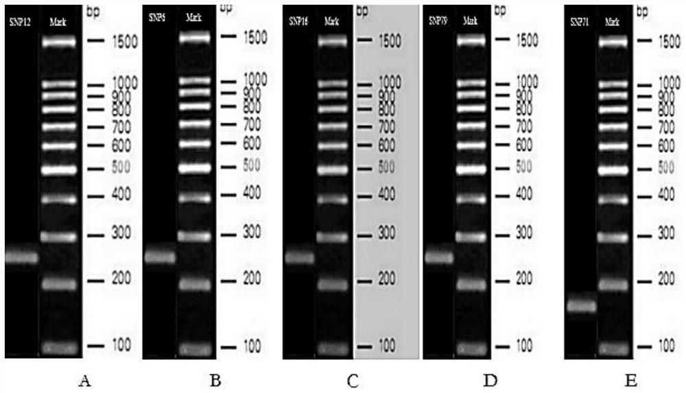 SNP marker combination and identification method of Xiaomeishan pig and raw meat products