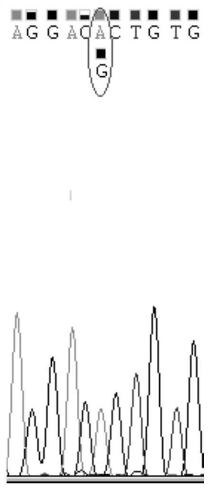 SNP marker combination and identification method of Xiaomeishan pig and raw meat products