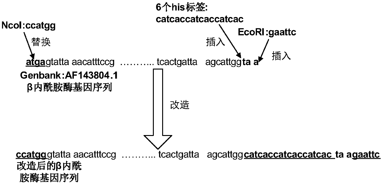 Preparation method of cross-linked β-lactamase aggregates for pharmaceutical wastewater treatment