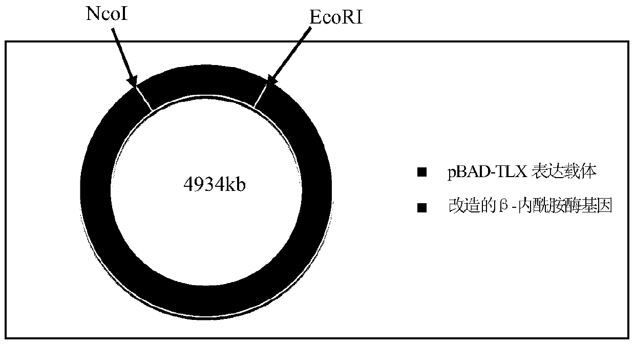 Preparation method of cross-linked β-lactamase aggregates for pharmaceutical wastewater treatment