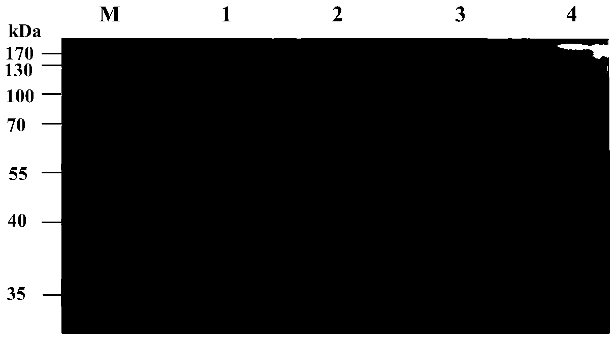 Preparation method of cross-linked β-lactamase aggregates for pharmaceutical wastewater treatment