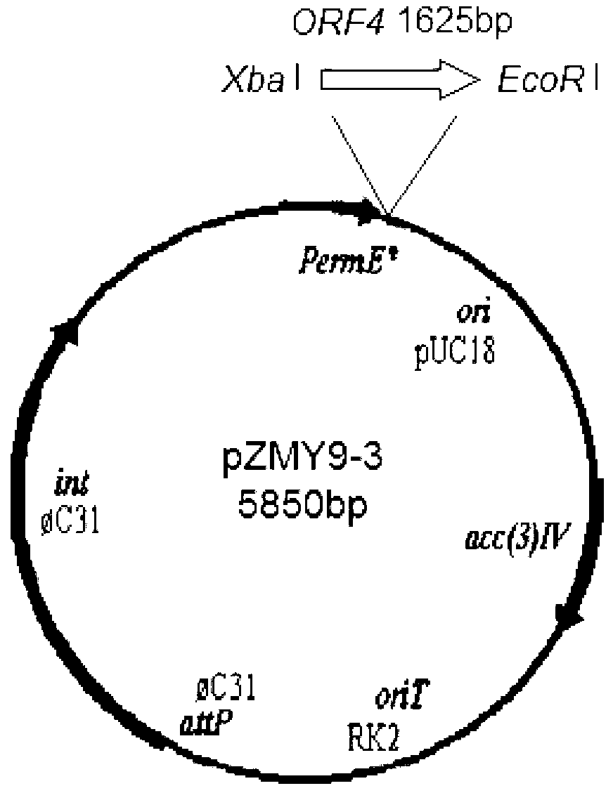 Streptomyces thioluteus antibiotic regulation gene and method for increasing yield of streptomyces antibiotic