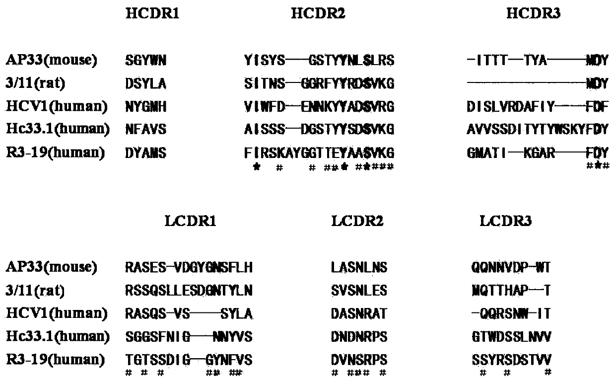 Anti-multi-subgenotype HCV antibody gene r3-19 and its application