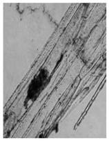 A kind of construction method of highland barley-endophytic fungus symbiont