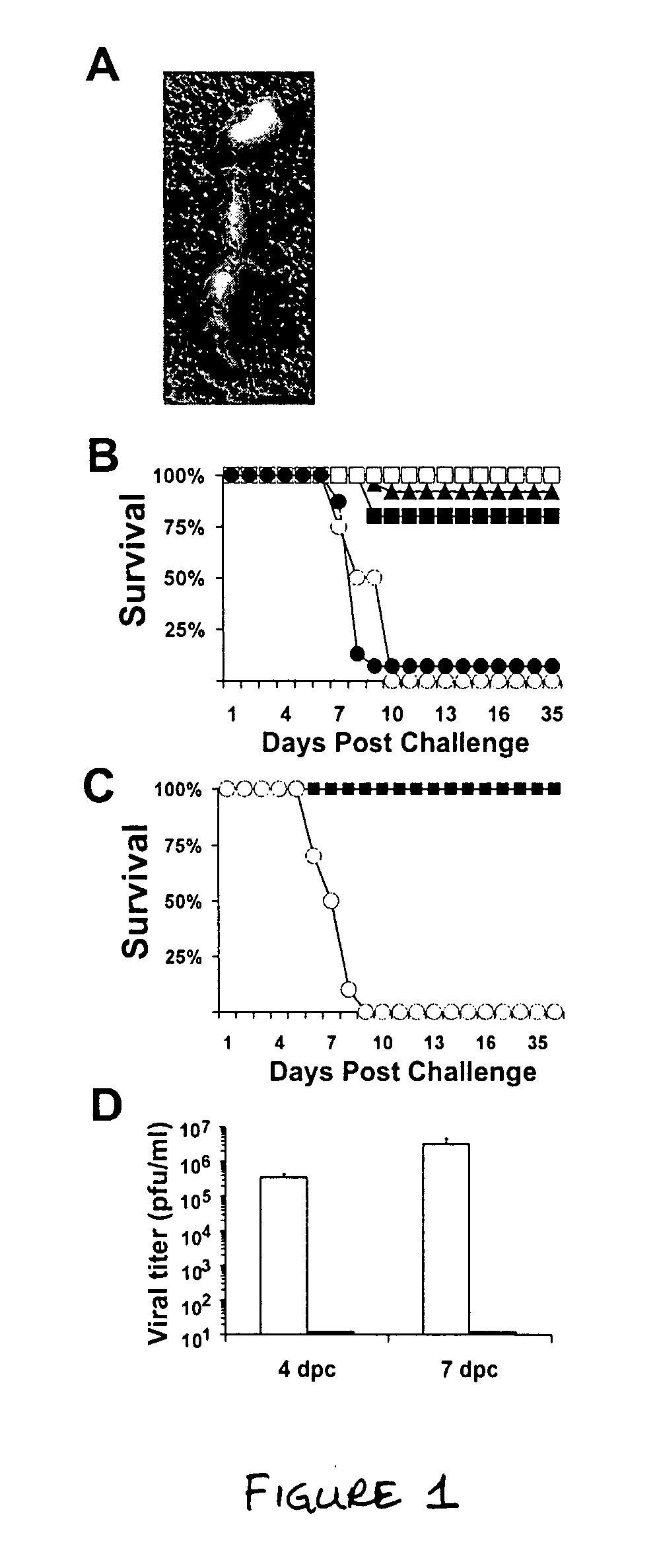 Activation of natural killer (NK) cells and methods of use