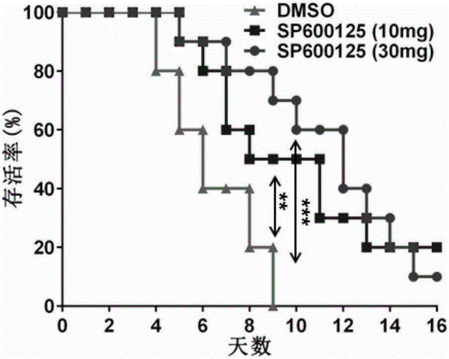 Application of JNK inhibitor in preparing drug