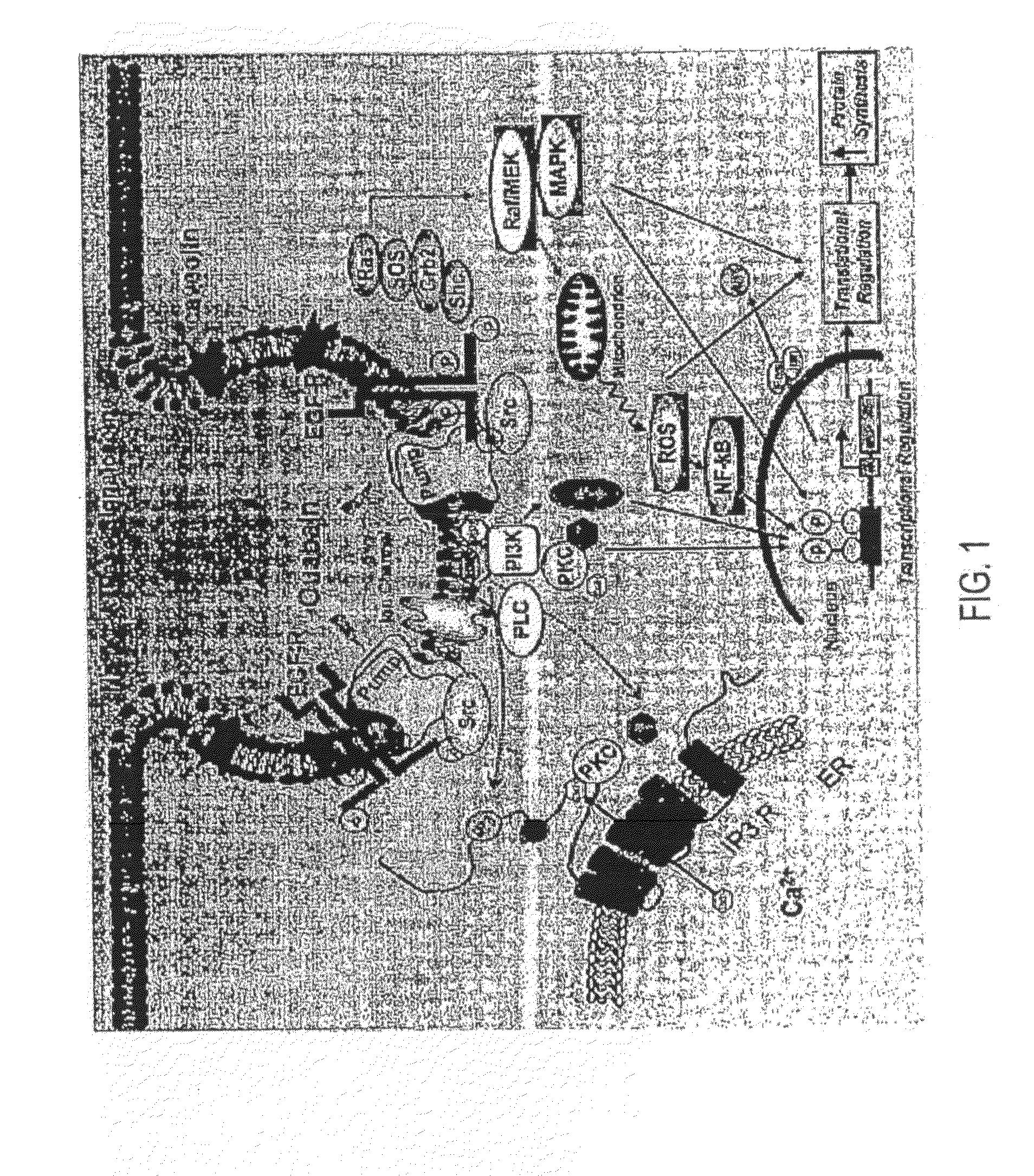 Na/K-ATpase Ligand