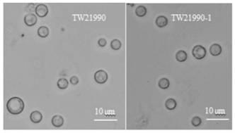 A kind of trichoderma protoplast fusion strain and application thereof